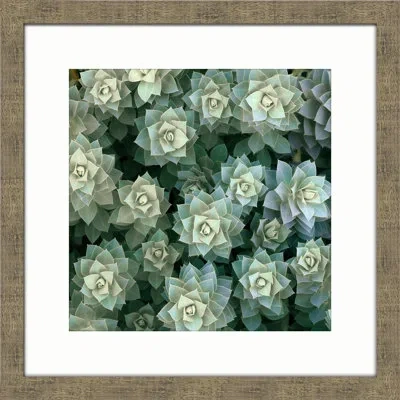 Melissa Van Hise Desert Bloom Ii Framed Photographic Print In Green