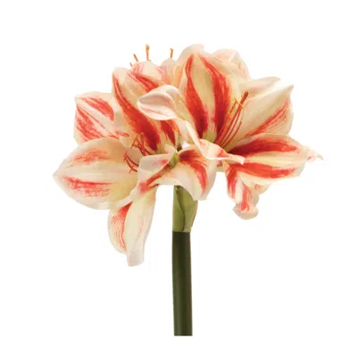 Melrose International Amaryllis Flower Stem (set Of 6) - Red, Pink