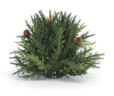 Melrose International Arborvitae Half Orb 8.5"d - Green
