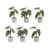 Melrose International Assorted Foliage Plant In Grey Pot (set Of 6) - Green, Brown, Grey