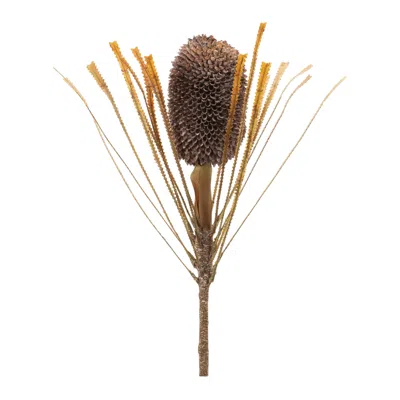Melrose International Fall Banksia Pod Stem (set Of 2) - Brown, Beige