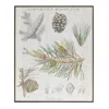 Melrose International Framed Pine Encyclopedia Print 15.5"h - Green, White