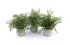 Melrose International Potted Fern Plant In Grey Pot (set Of 3) - Green, Grey
