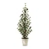 Melrose International Potted Mini Pine Tree (set Of 2) - Green, Brown