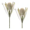 Melrose International Protea Floral Stem (set Of 2) - Green