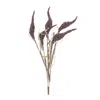Melrose International Seeded Harvest Bush (set Of 12) - Brown, Tan