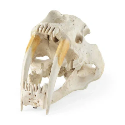 Mercana Fozzil 9l X 9w Resin Sabretooth Skull Replica In Neutral