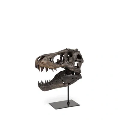 Mercana Jurassic Resin Dinosaur Skull Replica In Brown
