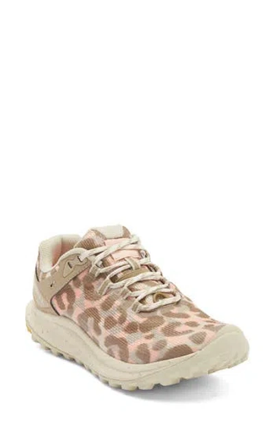 Merrell Antora 3 Trail Running Shoe In Brown