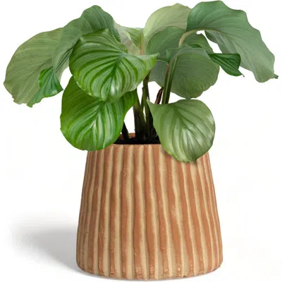 Meso Goods Elvira Terracotta Planter By Diego Olivero Studio In Brown