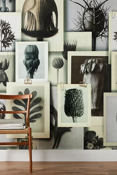 Mind The Gap Blossfeldt's Art Forms Wallpaper In Assorted