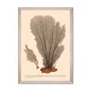 Mindthegap Neutrals / Brown / Grey Deliciae Naturae One Framed Art In Multi