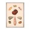 Mindthegap Neutrals Deliciae Naturale Eight Framed Art In Multi