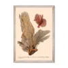 Mindthegap Neutrals Deliciae Naturale Five Framed Art In Multi
