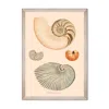 Mindthegap Neutrals Deliciae Naturale Seven Framed Art In Multi