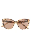 Miu Miu 52mm Cat Eye Sunglasses In Lite Havana