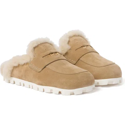 Miu Miu Genuine Shearling Clog In Ecru