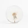 My Little Nature Neutrals Housewarming Gift - Real Dandelion Night Light - Dandelion Art-handmade Dandelion Table Lam