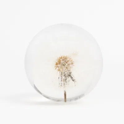 My Little Nature Neutrals Housewarming Gift - Real Dandelion Night Light - Dandelion Art-handmade Dandelion Table Lam