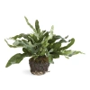 Napa Home & Garden 11.5in Echeveria Fern Drop-in 11.5 For Pots In Green