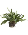 Napa Home & Garden 11.5in Echeveria Fern Drop-in 11.5 For Pots