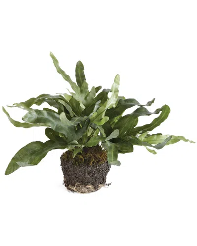 Napa Home & Garden 11.5in Echeveria Fern Drop-in 11.5 For Pots