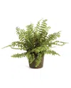 Napa Home & Garden 12in Boston Fern Drop-in