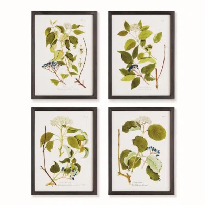 Napa Home & Garden 17.75"w X 0.75"d X 23.5"h Floral And Berry Study Framed Wall Art Frame Set Of 4 In Multi