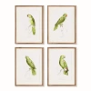 Napa Home & Garden 17.75"w X 1"d X 23.5"h Parrot Illustrations In Green Framed Wall Art Set Of 4 In Green