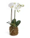 Napa Home & Garden 23in Phalaenopsis Orchid Drop-in Set In White