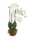 Napa Home & Garden 30in Phalaenopsis Drop-in