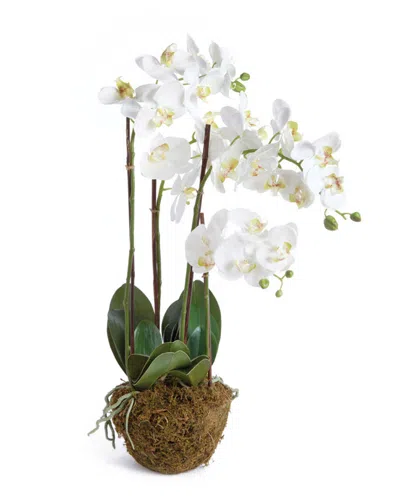 Napa Home & Garden 30in Phalaenopsis Drop-in