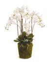 Napa Home & Garden 36in Phalaenopsis Drop-in
