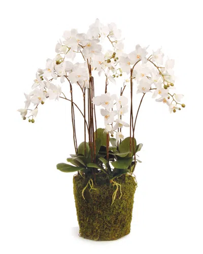 Napa Home & Garden 36in Phalaenopsis Drop-in