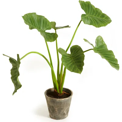 Napa Home & Garden Alocasia Potted 42" In Green
