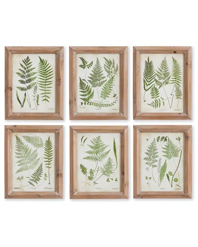 Napa Home & Garden Assorted Frond Study Petite Prints