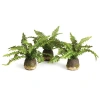 Napa Home & Garden Set Of 3 Boston Fern Drop-ins In Green