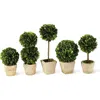 Napa Home & Garden Set Of 5 Mini Topiaries In White