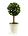 Napa Home & Garden Boxwood Topiary In Pot