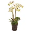 Napa Home & Garden Phalaenopsis Orchid Drop-in