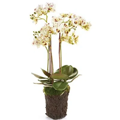 Napa Home & Garden Phalaenopsis Orchid Drop-in