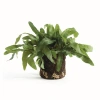 Napa Home & Garden Echeveria Fern Artificial Plant Drop-in In Green