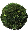 Napa Home & Garden English Boxwood, 12-inch