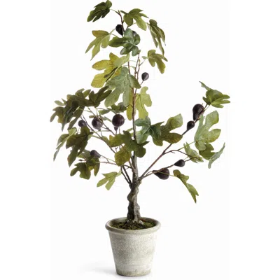 Napa Home & Garden Fig Tree With Figs Potted Drop-in 34" In Green