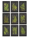 Napa Home & Garden Set Of 9 Framed Fern Botanical Prints