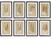 Napa Home & Garden Set Of 8 Framed Vintage Fern Prints
