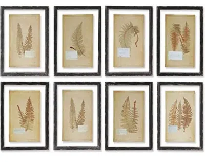 Napa Home & Garden Set Of 8 Framed Vintage Fern Prints