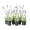 Napa Home & Garden 13in French Lavender Drop-in Set In Black