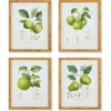 Napa Home & Garden Fruit Study Set Of 4 In Green