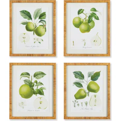 Napa Home & Garden Fruit Study Set Of 4 In Green